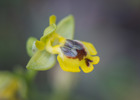 Ophrys phryganae, Samos (Gr.) 2015-04-14