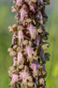 Himantoglossum robertianum, Samos (Gr.) 2015-04-14