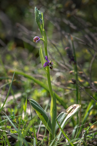 Ophrys cerastes, Samos 2015-04-15