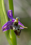 Ophrys cerastes, Samos (Gr.) 2015-04-15