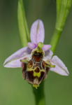 Ophrys samiotissa, Samos 2015-04-14