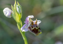 Ophrys samiotissa, Samos 2015-04-14