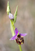 Ophrys calypsus var. pseudoapulica, Samos (Gr.) 2015-04-13