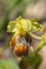 Ophrys parosica, Samos (Gr.) 2015-04-13