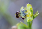 Ophrys parosica, Samos (Gr.) 2015-04-17