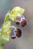 Ophrys sitiaca, Samos (Gr.) 2015-04-17