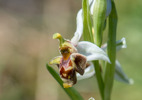 Ophrys dodecanensis, Samos 2015-04-16