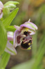 Ophrys umbilicata, Chios 2009-04-09