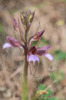 Himantoglossum comperianum, Lesvos (Gr.) 2015-05-17