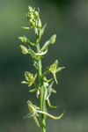 Platanthera chlorantha subsp. lesbiaca, Lesbos 2015-05-17