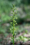 Platanthera chlorantha subsp. lesbiaca, Lesbos 2015-05-17
