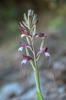 Himantoglossum comperianum, Lesvos (Gr.) 2015-05-15