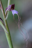 Himantoglossum comperianum, Lesvos (Gr.) 2015-05-15