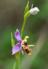 Ophrys masticorum, Lesvos, 2015-05-15