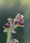 Ophrys_bucephala_x_lesbis_2