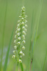 Pseudorchis albida subsp. albida, Mossebo (Se.) 2015-06-21