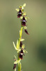 Ophrys insectifera, Kinnekulle, Sverige, 2015-05-22