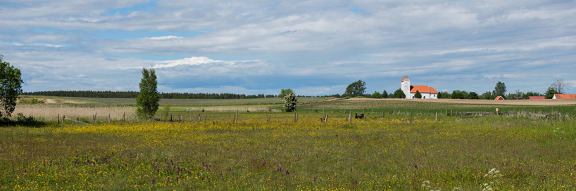 Wetlands near Lyngsjö, Skåne, with hundreds of Western Marsh Orchid (Dactylorhiza majalis subsp. majalis)