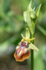 Ophrys herae, Samos 2015-04-16