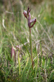 Serapias parviflora and Serapias orientalis ssp. carica