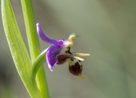 Ophrys cerastes