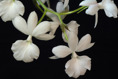 Calanthe vestita subsp harisii