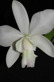 Cattleya x dolosa (C loddigesii x walkeriana)