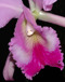 Cattleya labiata II