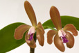 Cattleya porphyroglossa