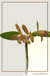 Cattleya porphyroglossa
