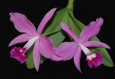 Cattleya skinneri x sincorana