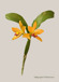 Cattleya hybrid yellow