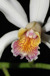 Cattleya intermedia hybrid II