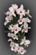Dendrobium nobile hybrid