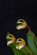 Maxillaria picta V