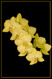 Phalaenopsis yellow hybrid