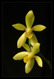 Phalaenopsis cochlearis