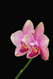 Phalaenopsis Sweet Revange