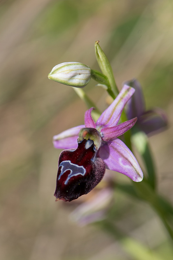 Ophrys ferrum-equinum, Samos 2015-04-14