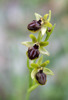 Ophrys sphegodes ssp tarquinia, Gargano (It.) 2016-04-17