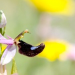 Ophrys berolonii