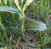 Dactylorhiza fuchsii, Skogatorp 2016-06-09. Nedre stjälkblad rundat.