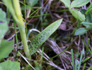 Dactylorhiza maculata subsp. maculata, Skogatorp 2016-06-08. Nedre stjälkblad spetsigt.