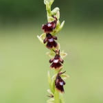 Flugblomster, Ophrys insectifera