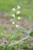 Cephalanthera longifolia x rubra, Bläse, Gotland, 2016-06-17