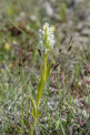 Dactylorhiza incarnata subsp. incarnata var leucantha, Gotland (Se.) 2016-06- 13