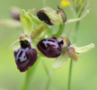 Ophrys brutia, Gargano, 2016-04-18