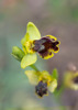 Ophrys melena, Gargano (It.) 2016-04-18