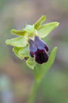 Ophrys lojaconoi, Gargano (It.) 2016-04-22