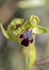 Ophrys fusca subsp. lucifera, Gargano (It.) 2016-04-22